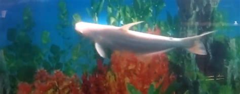 beta shark|Albino Shark Aggression .